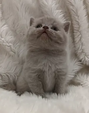 Kotka/kocur kot brytyjski rodowód FPL 3