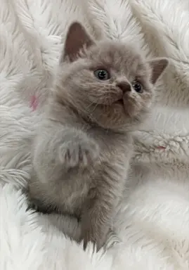 Kotka/kocur kot brytyjski rodowód FPL 4