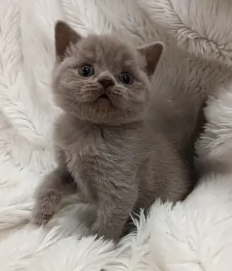 Kotka/kocur kot brytyjski rodowód FPL 5