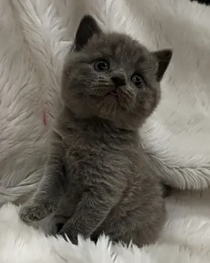 Kotka/kocur kot brytyjski rodowód FPL 6