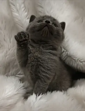 Kotka/kocur kot brytyjski rodowód FPL 7