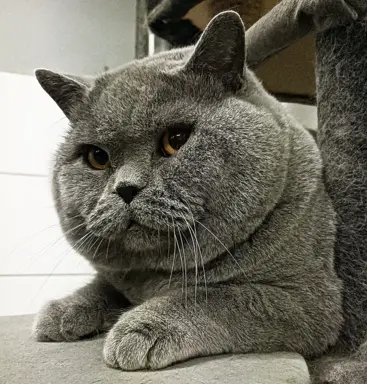 Kotka/kocur kot brytyjski rodowód FPL 9