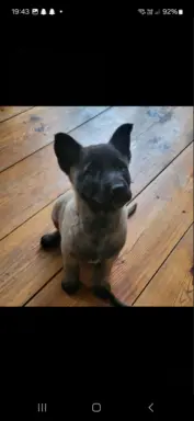 Owczarek Belgijski Malinois 2