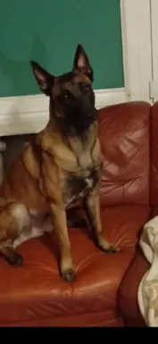 Owczarek Belgijski Malinois 10
