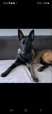 Owczarek Belgijski Malinois 9