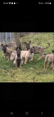 Owczarek Belgijski Malinois 3