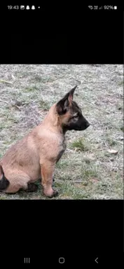 Owczarek Belgijski Malinois 4