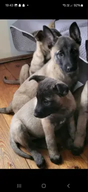 Owczarek Belgijski Malinois 1