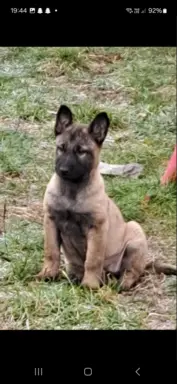 Owczarek Belgijski Malinois 5