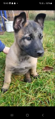 Owczarek Belgijski Malinois 6