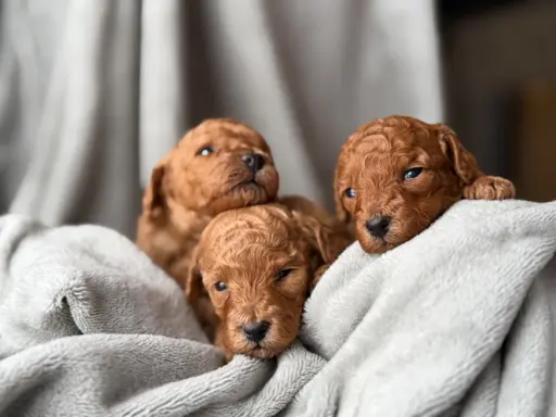 Pudel miniatura RED szczeniak z rodowodem REZERWACJA! 2