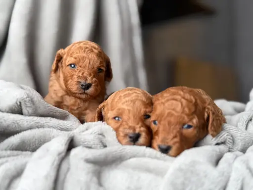 Pudel miniatura RED szczeniak z rodowodem REZERWACJA! 3