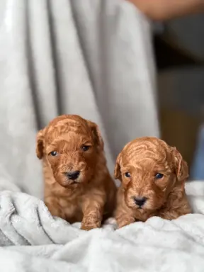 Pudel miniatura RED szczeniak z rodowodem REZERWACJA! 4