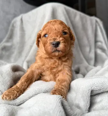 Pudel miniatura RED szczeniak z rodowodem REZERWACJA! 1