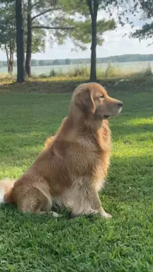 Golden Retriever - złoty szczeniak 10