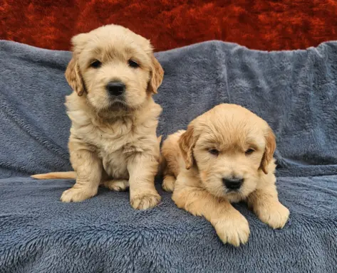 Golden Retriever - złoty szczeniak 4