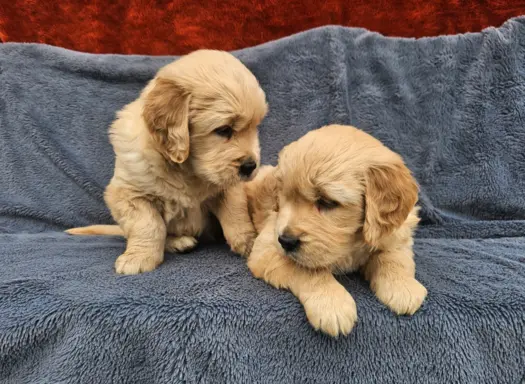 Golden Retriever - złoty szczeniak 5