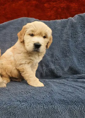 Golden Retriever - złoty szczeniak 1
