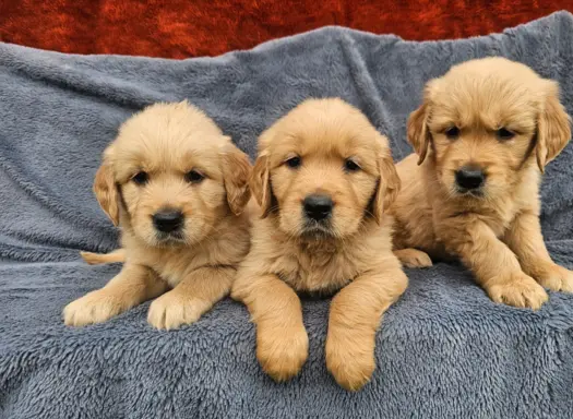 Golden Retriever - złoty szczeniak 7