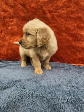 Golden Retriever - złoty szczeniak 8