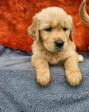 Golden Retriever - złoty szczeniak 9