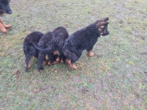 Szczeniaki Owczarek niemiecki 1