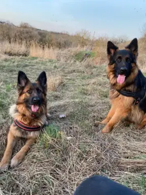 Szczeniaki Owczarek niemiecki 2