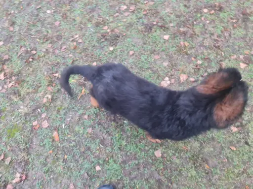 Szczeniaki Owczarek niemiecki 3