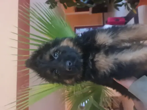 Szczeniaki Owczarek niemiecki 4