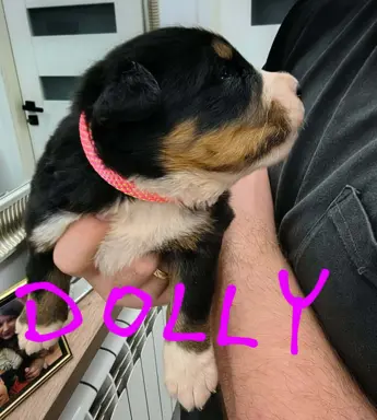 Suczka berneński Pies Pasterski 1