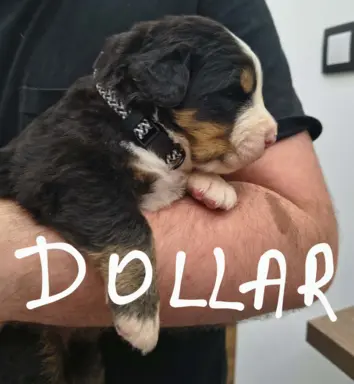 Suczka berneński Pies Pasterski 2