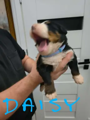 Suczka berneński Pies Pasterski 3