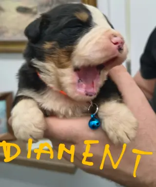 Suczka berneński Pies Pasterski 4