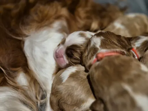 Szczeniak cavalier king charles spaniel blenheim ZKWP FCI 2