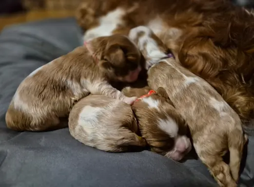 Szczeniak cavalier king charles spaniel blenheim ZKWP FCI 3