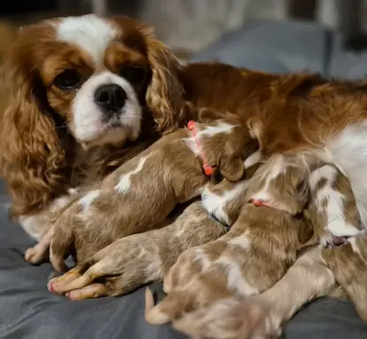 Szczeniak cavalier king charles spaniel blenheim ZKWP FCI 4