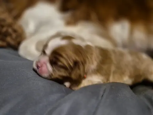 Szczeniak cavalier king charles spaniel blenheim ZKWP FCI 1