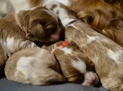 Szczeniak cavalier king charles spaniel blenheim ZKWP FCI 5