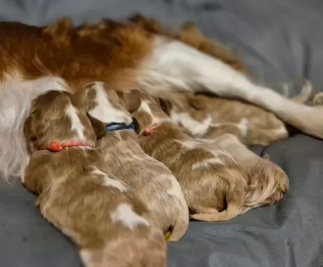 Szczeniak cavalier king charles spaniel blenheim ZKWP FCI 6