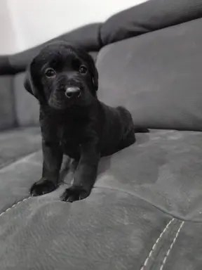 Labrador retriever szczeniak 3