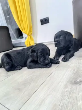 Labrador retriever szczeniak 1