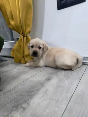 Labrador retriever szczeniak 2