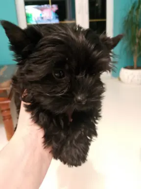 BLACK YORKSHIRE TERRIER 1