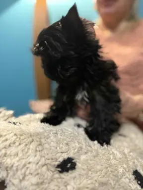 BLACK YORKSHIRE TERRIER 2