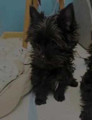 BLACK YORKSHIRE TERRIER 3