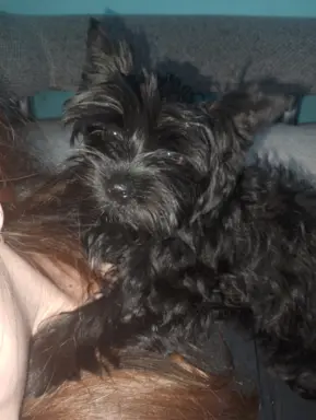 BLACK YORKSHIRE TERRIER 4