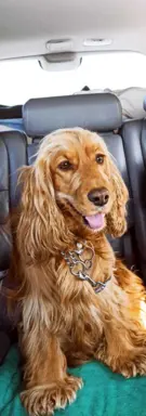 Urocze szczenięta rasy Cocker spaniel 4