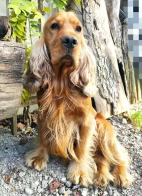 Urocze szczenięta rasy Cocker spaniel 6