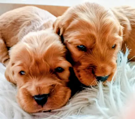 Urocze szczenięta rasy Cocker spaniel 1