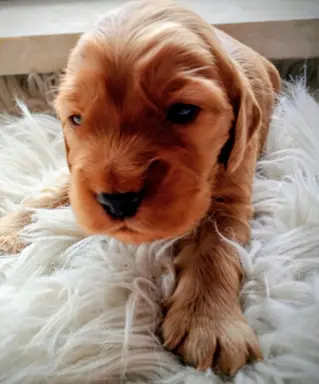 Urocze szczenięta rasy Cocker spaniel 3